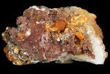 Lustrous Wulfenite Crystals on Calcite - Los Lamentos, Mexico #139791-2